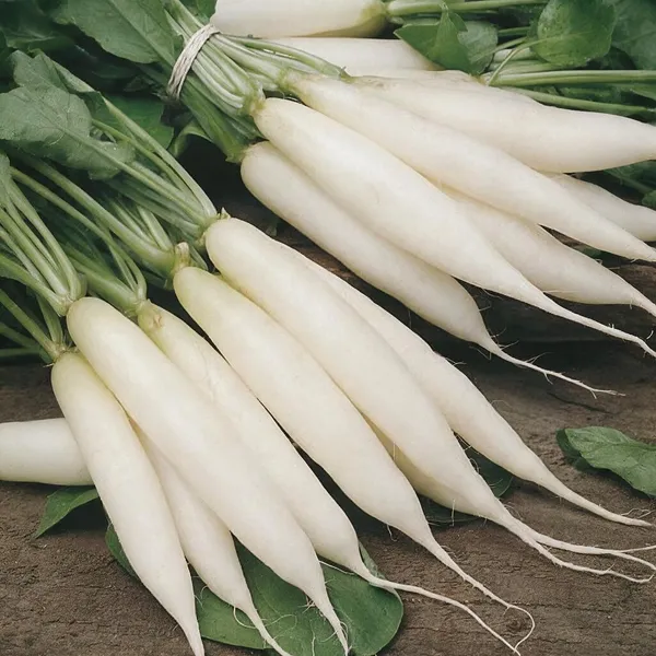 Natural_Radish_Seeds_Fo_Kitchen_Garden_Pack_Of_2