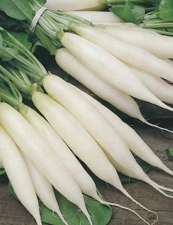 Natural_Radish_Seeds_Fo_Kitchen_Garden_Pack_Of_2