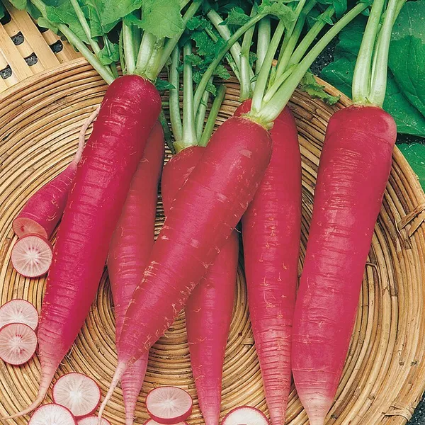 Natural_Radish_Seeds_Fo_Kitchen_Garden_Pack_Of_2