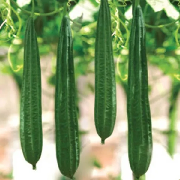 Natural_Ridge_Gourd_Seeds_Fo_Kitchen_Garden_Pack_Of_2