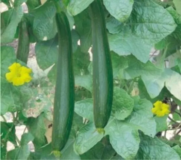 Natural_Sponge_Gourd_Seeds_Fo_Kitchen_Garden_Pack_Of_2
