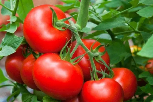 Natural_Tomato_Seeds_Fo_Kitchen_Garden_Pack_Of_3