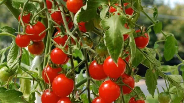 Natural_Cherry_Tomato_Seeds_Fo_Kitchen_Garden_Pack_Of_2