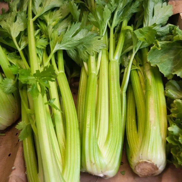 Natural_Celery_Seeds_Fo_Kitchen_Garden_Pack_Of_2