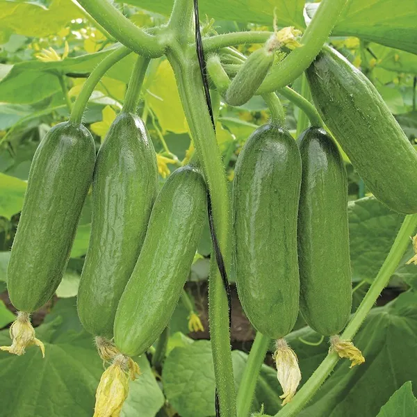 Natural_Cucumber_Seeds_Fo_Kitchen_Garden_Pack_Of_3