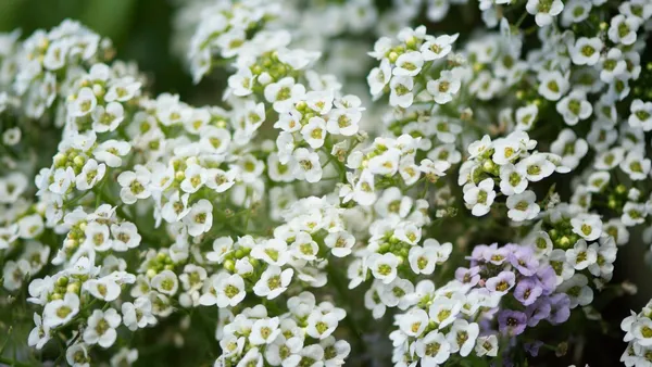 Natural_Alyssum_Seeds_Fo_Garden_Pack_Of_2