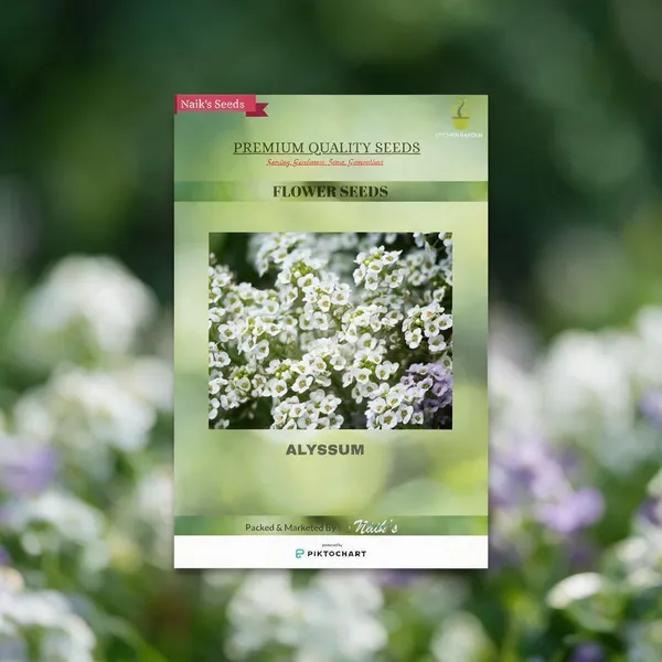 Natural_Alyssum_Seeds_Fo_Garden_Pack_Of_2