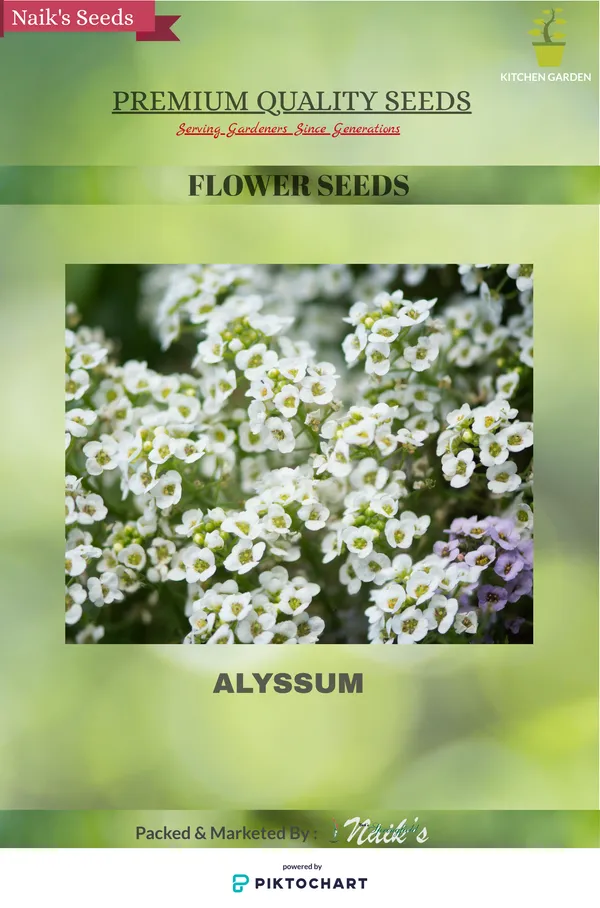 Natural_Alyssum_Seeds_Fo_Garden_Pack_Of_2