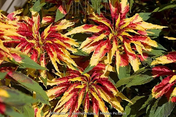 Natural_Amaranthus_Seeds_Fo_Garden_Pack_Of_2