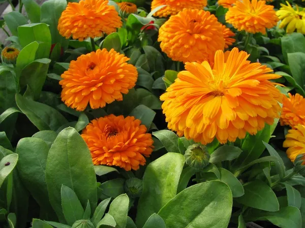 Natural_Calendula_Seeds_Fo_Garden_Pack_Of_2