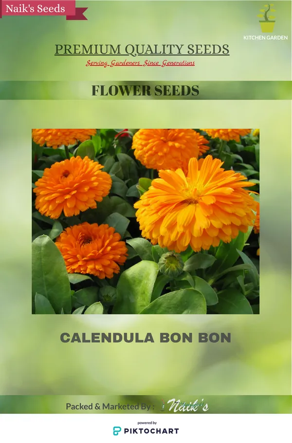 Natural_Calendula_Seeds_Fo_Garden_Pack_Of_2