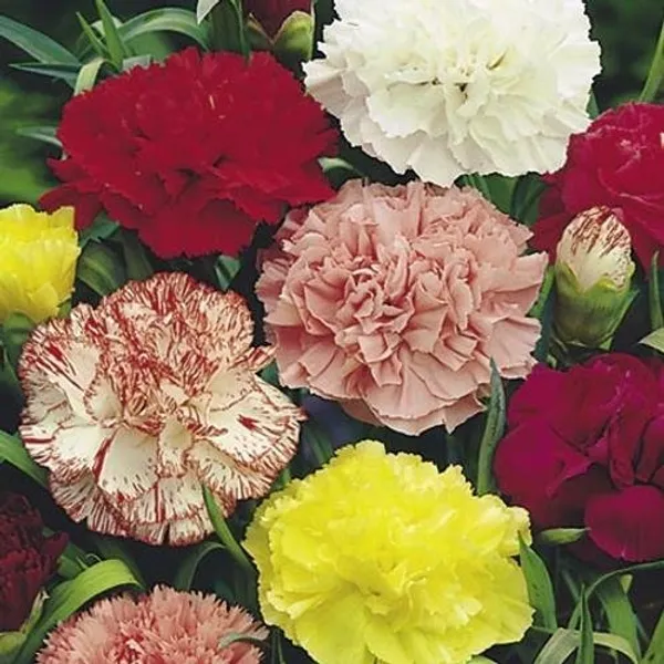 Natural_Carnation_Seeds_Fo_Garden_Pack_Of_2