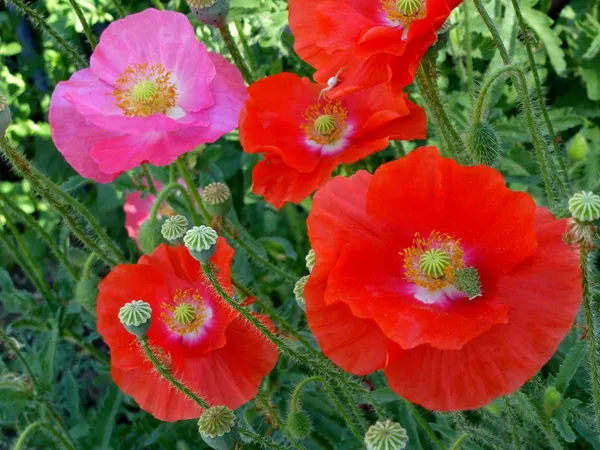 Natural_Poppy_Seeds_Fo_Garden_Pack_Of_2