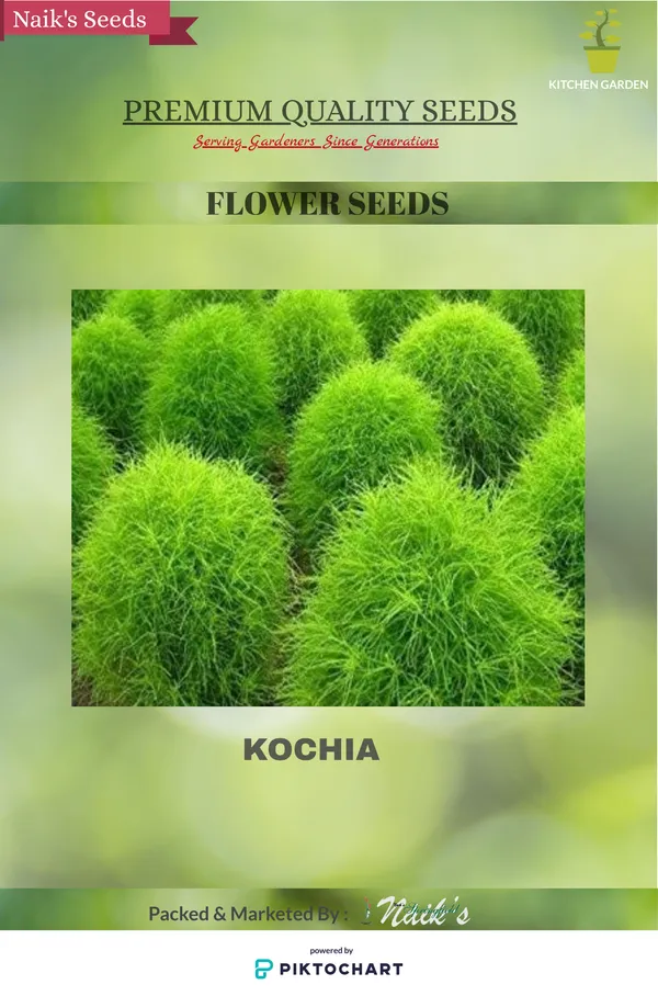 Natural_Kochia_Seeds_Fo_Garden_Pack_Of_2