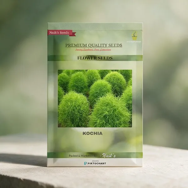 Natural_Kochia_Seeds_Fo_Garden_Pack_Of_2