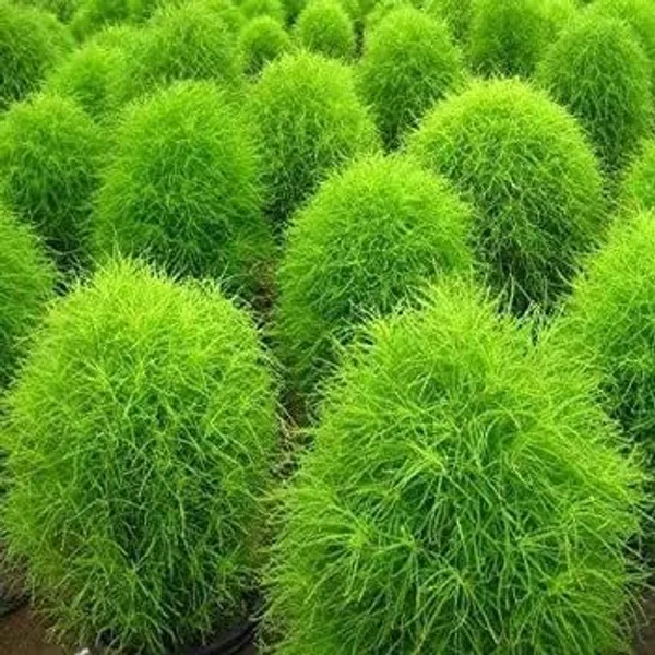 Natural_Kochia_Seeds_Fo_Garden_Pack_Of_2