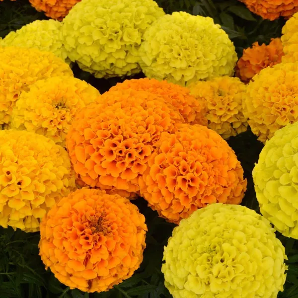 Natural_Marigold_Seeds_Fo_Garden_Pack_Of_2