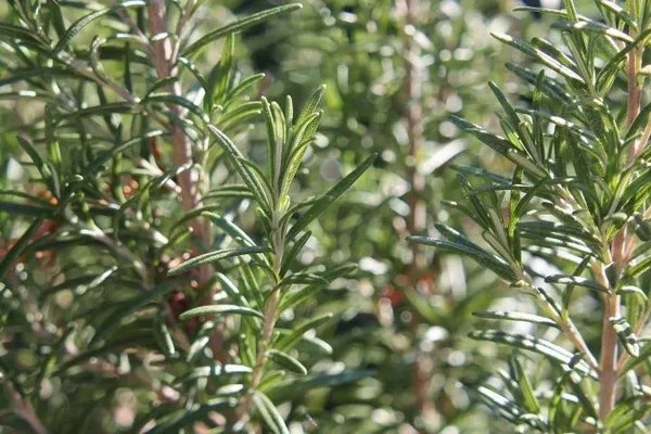Natural_Rosemary_Seeds_Fo_Kitchen_Garden_Pack_Of_2