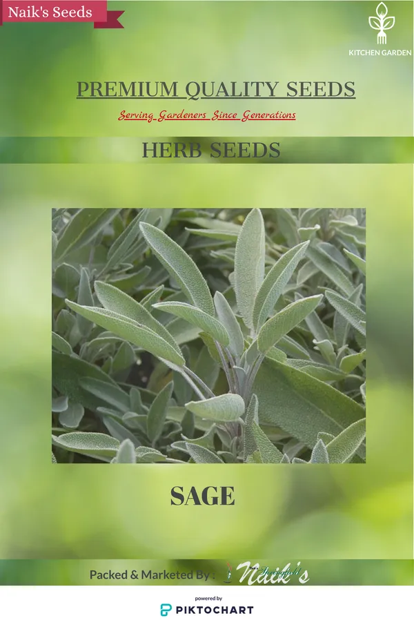 Natural_Sage_Seeds_Fo_Kitchen_Garden_Pack_Of_2