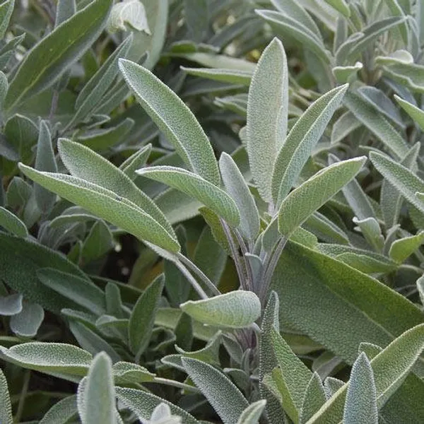 Natural_Sage_Seeds_Fo_Kitchen_Garden_Pack_Of_2