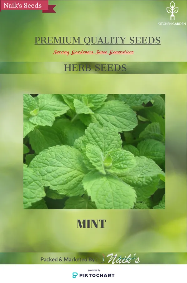 Natural_Mint_Seeds_Fo_Kitchen_Garden_Pack_Of_2