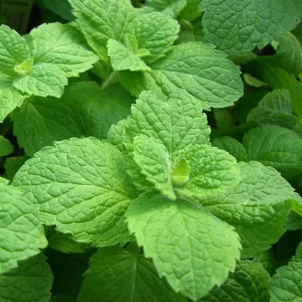 Natural_Mint_Seeds_Fo_Kitchen_Garden_Pack_Of_2