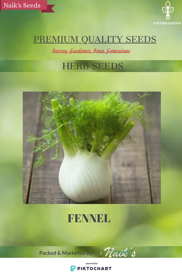 Natural_Fennel_Seeds_Fo_Kitchen_Garden_Pack_Of_2