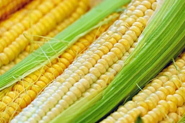 Natural_Sweet_Corn_Seeds_Fo_Kitchen_Garden_Pack_Of_2