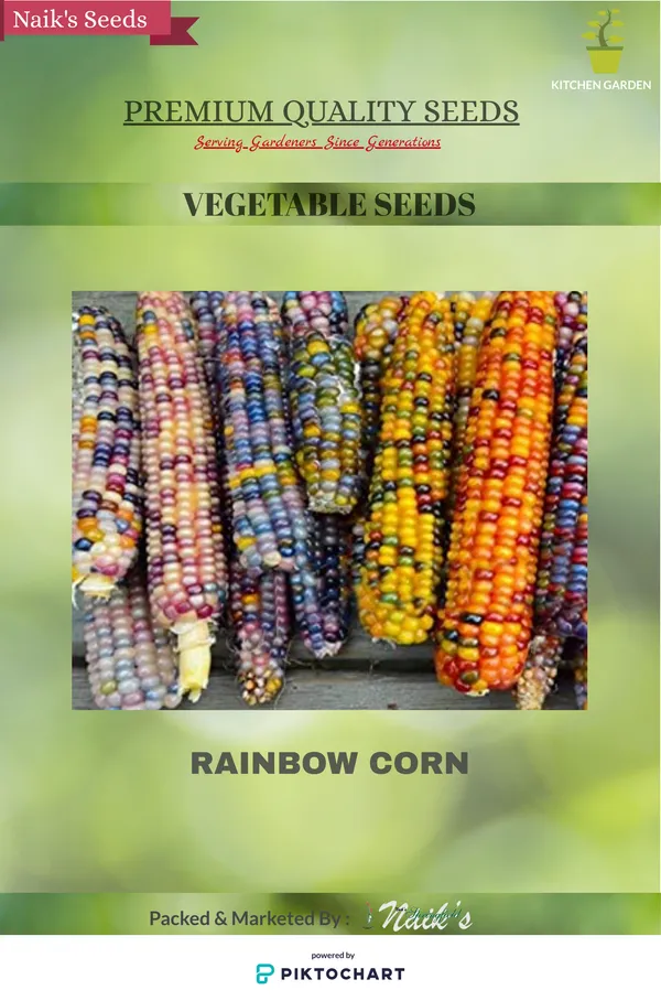 Natural_Rainbow_Corn_Seeds_Fo_Kitchen_Garden_Pack_Of_2