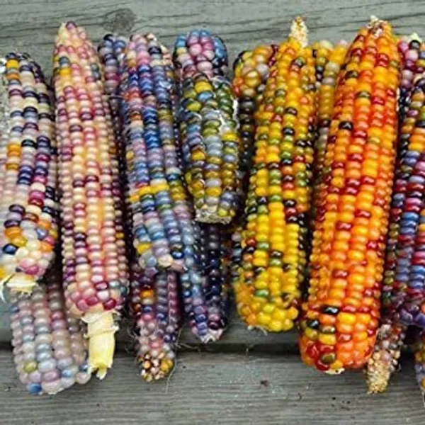 Natural_Rainbow_Corn_Seeds_Fo_Kitchen_Garden_Pack_Of_2