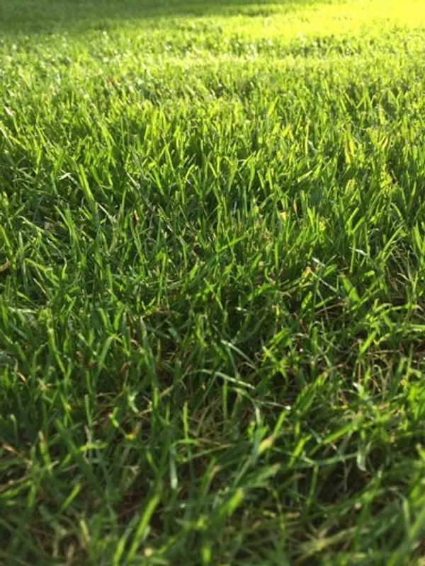 Natural_English_Turf_Grass_Seeds_Fo_Lawn_Pack_Of_2