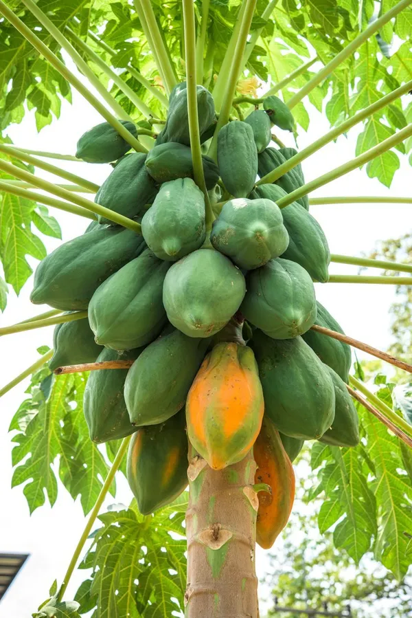 Natural_Papaya_Seeds_Fo_Kitchen_Garden_Pack_Of_2