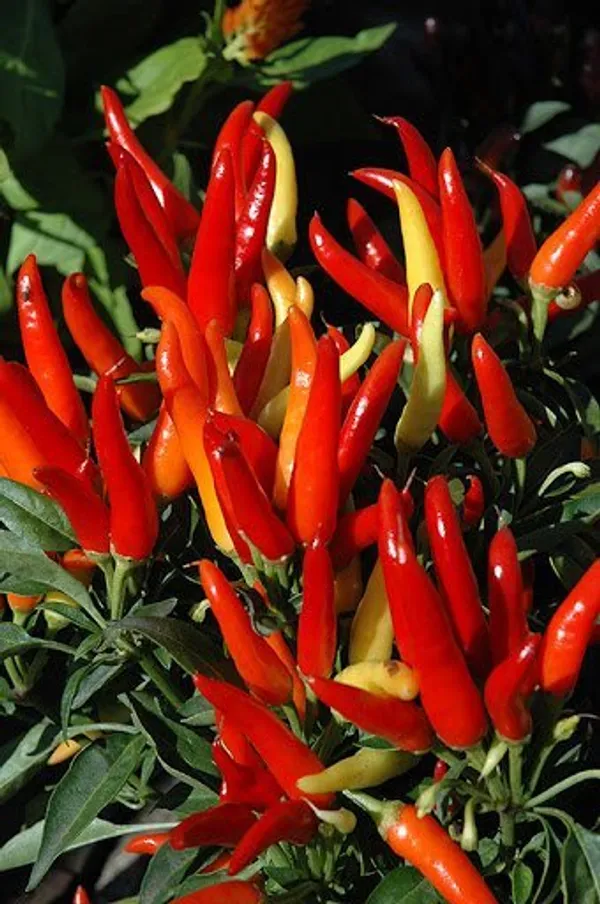 Natural_Ornamental_Chilli_Seeds_Fo_Garden_Pack_Of_2