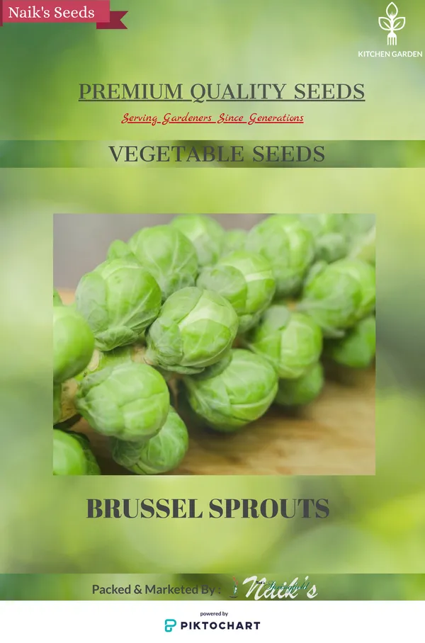 Natural_Brussels_Sprouts_Seeds_Fo_Kitchen_Garden_Pack_Of_2