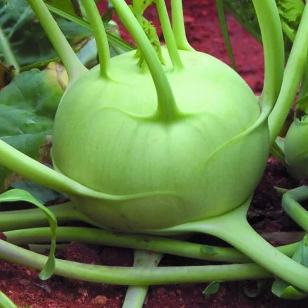 Natural_Kohlrabi_Seeds_Fo_Kitchen_Garden_Pack_Of_2