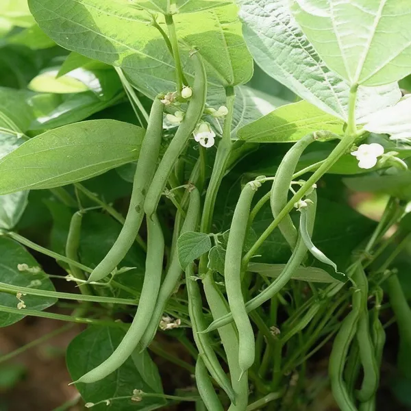 Natural_Cluster_Bean_Seeds_Fo_Kitchen_Garden_Pack_Of_2