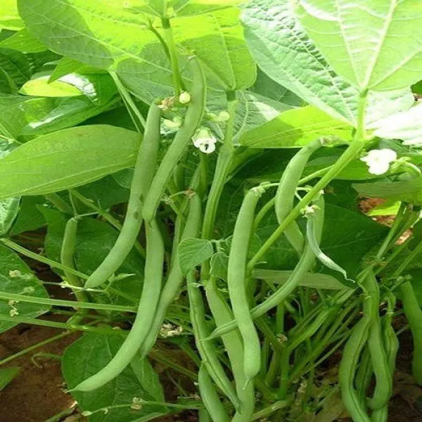 Natural_Cluster_Bean_Seeds_Fo_Kitchen_Garden_Pack_Of_2