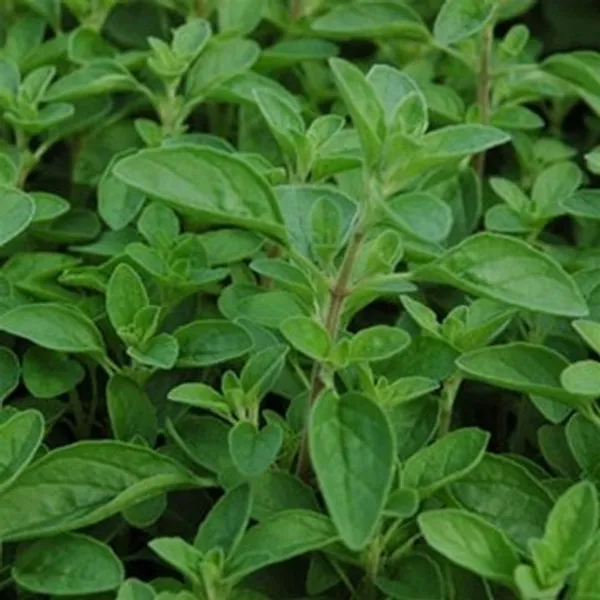 Natural_Marjoram_Seeds_Fo_Kitchen_Garden_Pack_Of_3