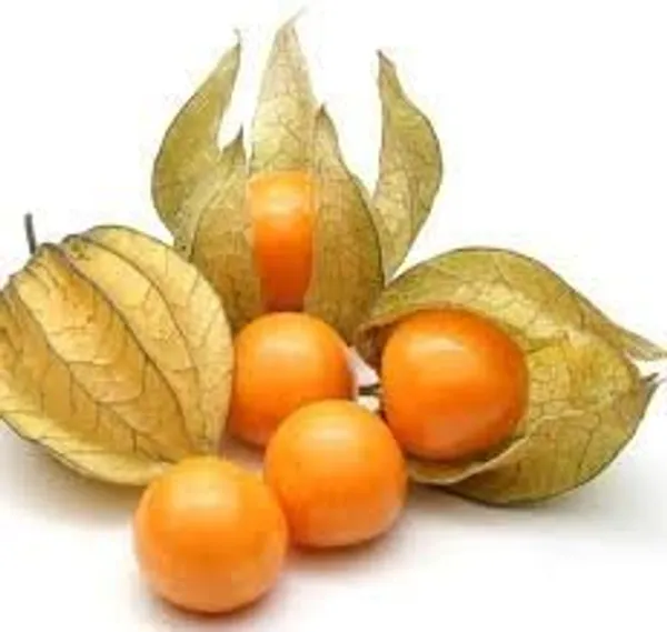 Natural_Cape_Gooseberry_Seeds_Fo_Kitchen_Garden_Pack_Of_2
