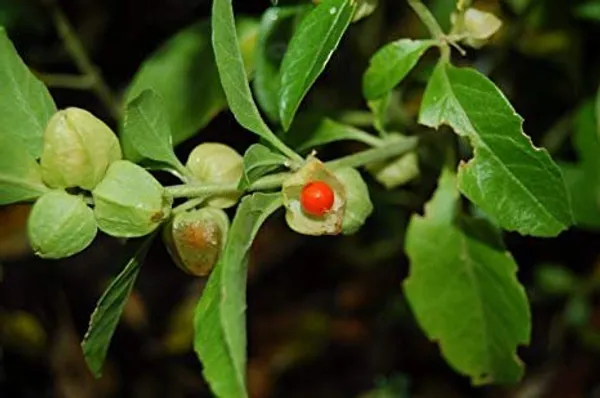 Natural_Ashwagandha_Seeds_Fo_Kitchen_Garden_Pack_Of_2