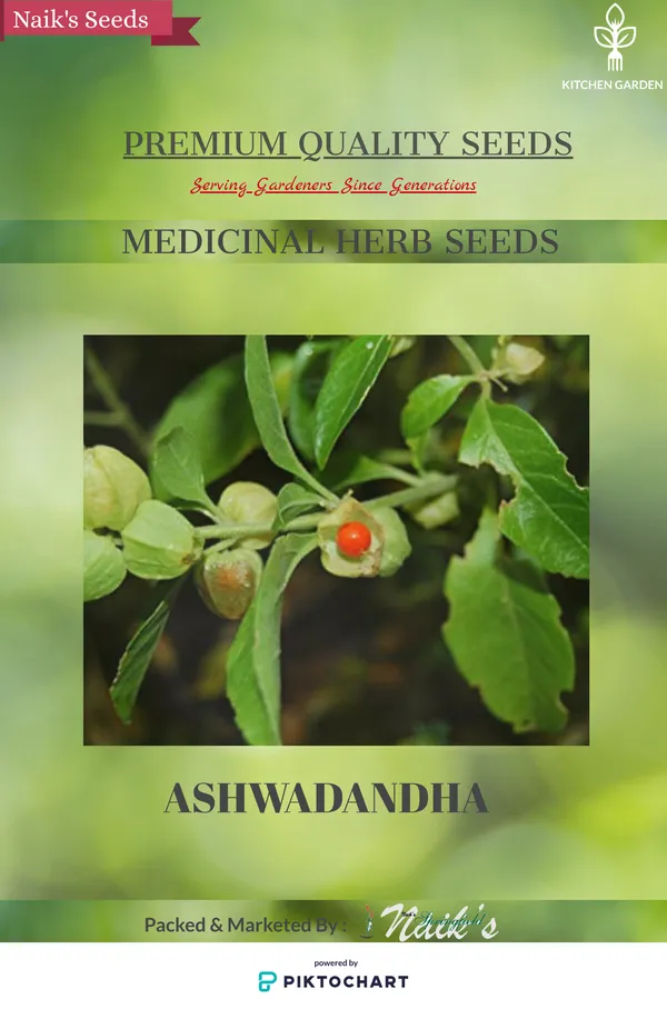Natural_Ashwagandha_Seeds_Fo_Kitchen_Garden_Pack_Of_2