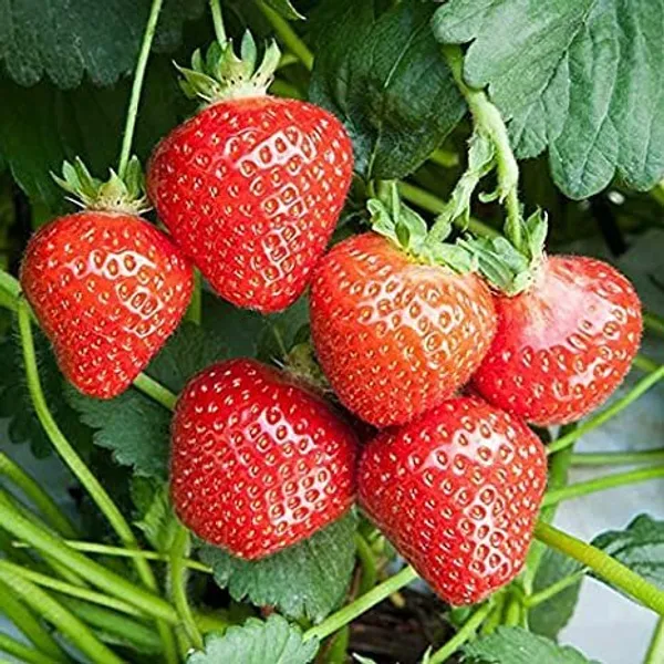 Natural_Strawberry_Seeds_Fo_Kitchen_Garden_Pack_Of_2