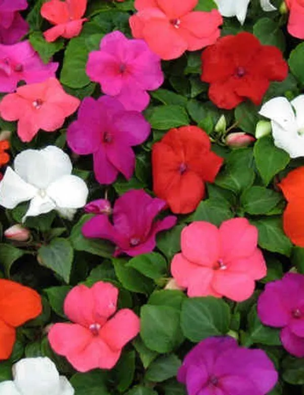 Natural_Impatiens_Seeds_Fo_Garden_Pack_Of_2