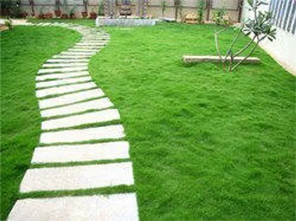 Natural_Bermuda_Grass_Seeds_Fo_Lawn_Pack_Of_2