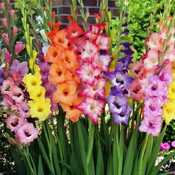 Natural_Gladiolus_Bulbs_Fo_Garden_Pack_Of_2