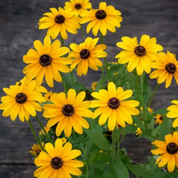 Natural_Sunflower_Seeds_Fo_Garden_Pack_Of_2