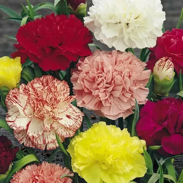 Natural_Carnation_Seeds_Fo_Garden_Pack_Of_2