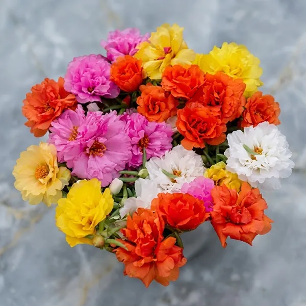 Natural_Portulaca_Seeds_Fo_Garden_Pack_Of_2