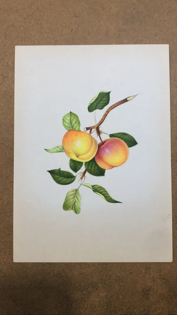Paper_Botanical_Apple_Illustration_Art_Print