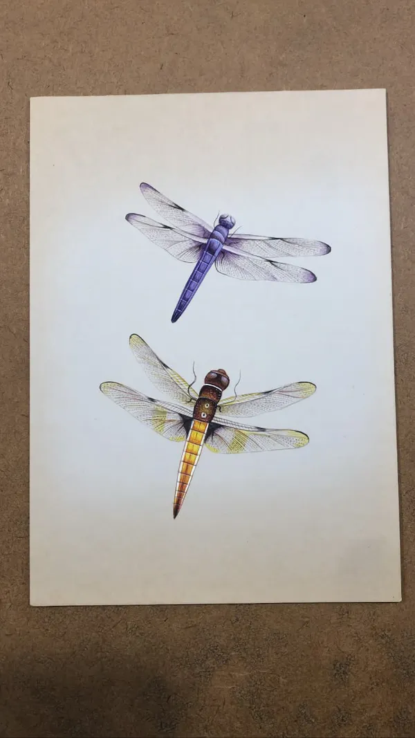 Dragonfly_Illustration_Art_Print